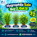 Hygrophilia bundle