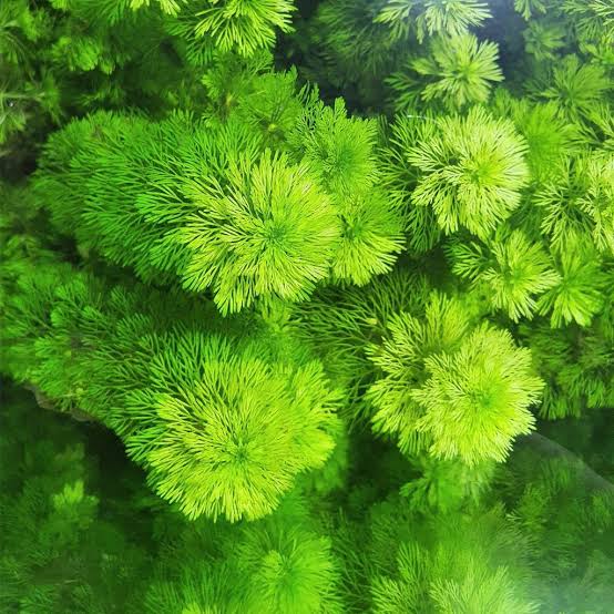 Limnophila (Live Aquarium Plant)