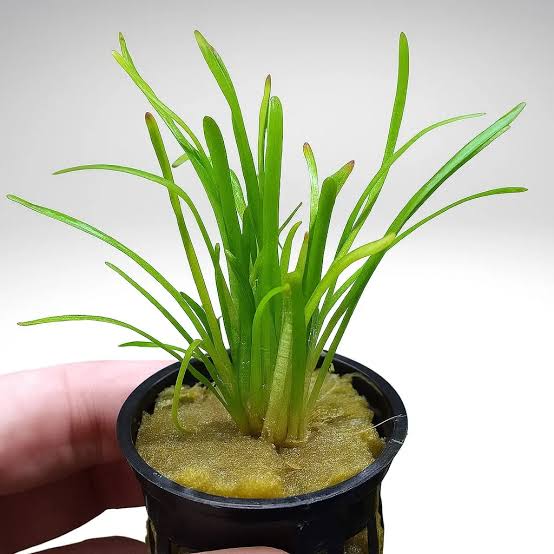 Dwarf Sagittaria (Live Aquarium Plant) — 10 Plants Per Bunch