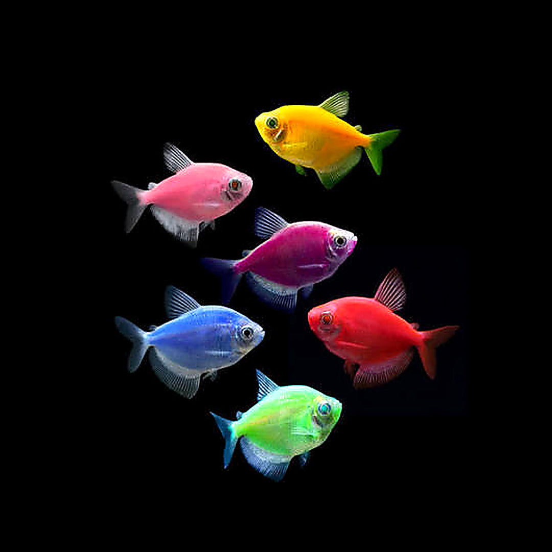 Fluorescent Tetra — Mixed Colours (Live Aquarium Fish)