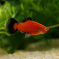 Orange Platy