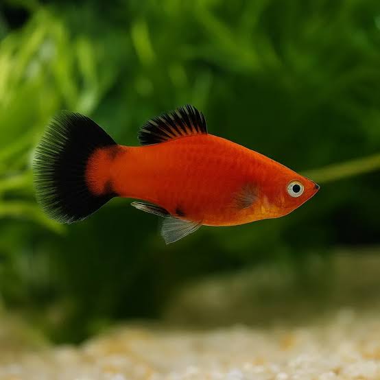 Orange Platy