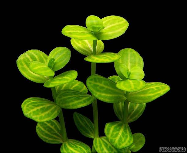 Lindernia Rotundifolia (Live Aquarium Plant)