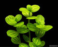 Lindernia Rotundifolia (Live Aquarium Plant)
