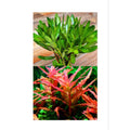 Ammania Gracilis (Live Aquarium Plant)