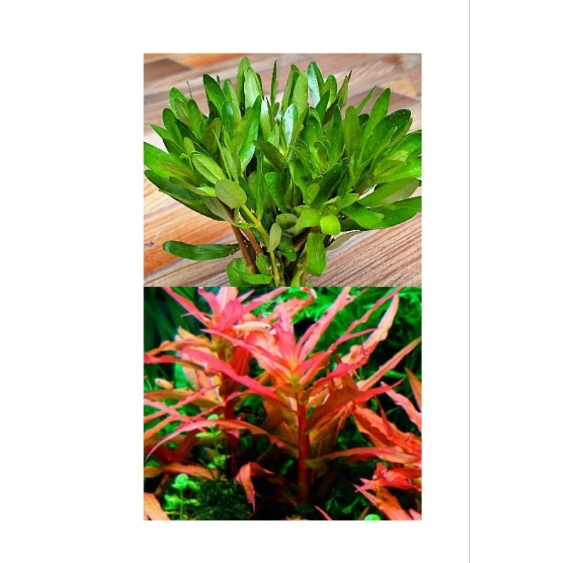 Ammania Gracilis (Live Aquarium Plant)
