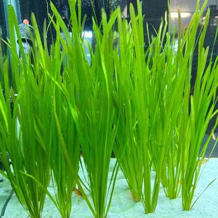 Jungle Val (Live Aquarium Plant)