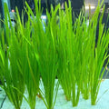 Jungle Val (Live Aquarium Plant)