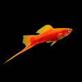 Orange Swordtail