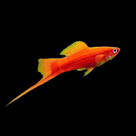 Orange Swordtail