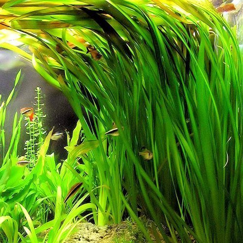 Jungle Val (Live Aquarium Plant)
