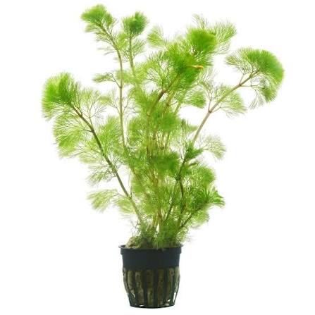 Cabomba (Live Aquarium Plant)