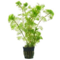 Cabomba (Live Aquarium Plant)