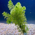Limnophila (Live Aquarium Plant)