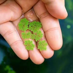 Azolla (Live Floating Aquarium Plant)