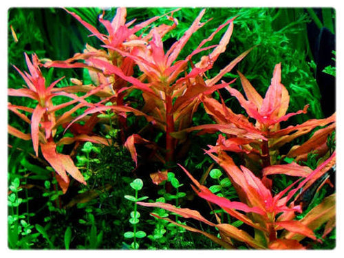 Ammania Gracilis (Live Aquarium Plant)