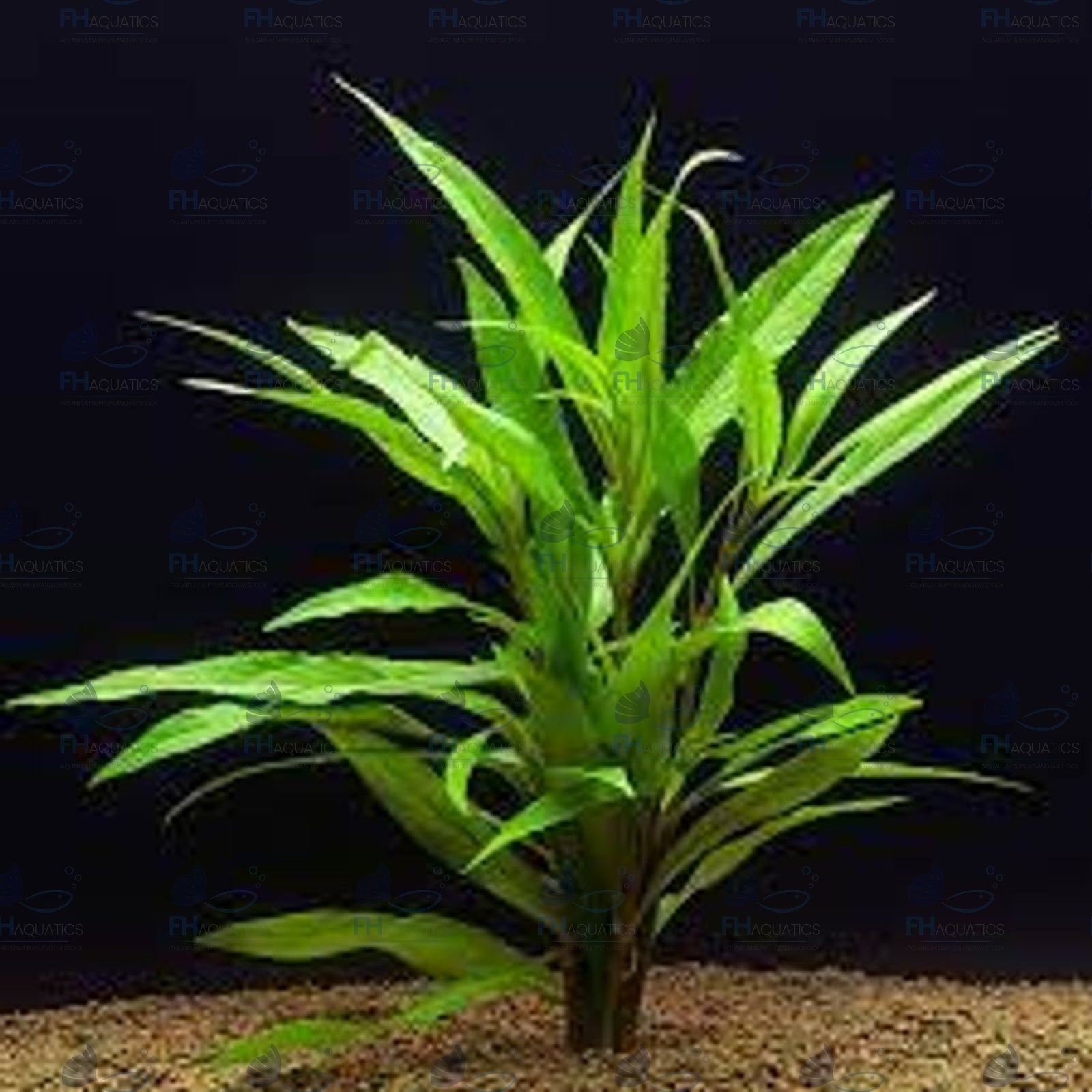 Hygrophila Salicifolia (Live Aquarium Plant)