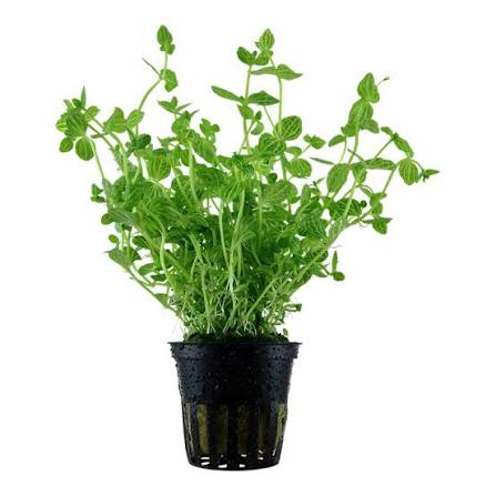 Lindernia Rotundifolia (Live Aquarium Plant)