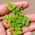Salvinia (Live Floating Aquarium Plant)