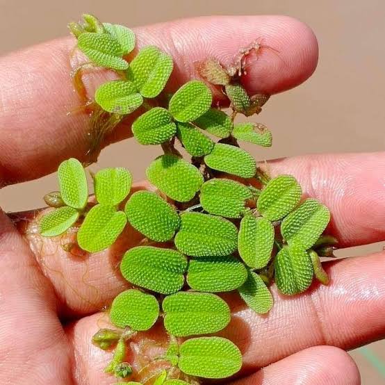 Salvinia (Live Floating Aquarium Plant)