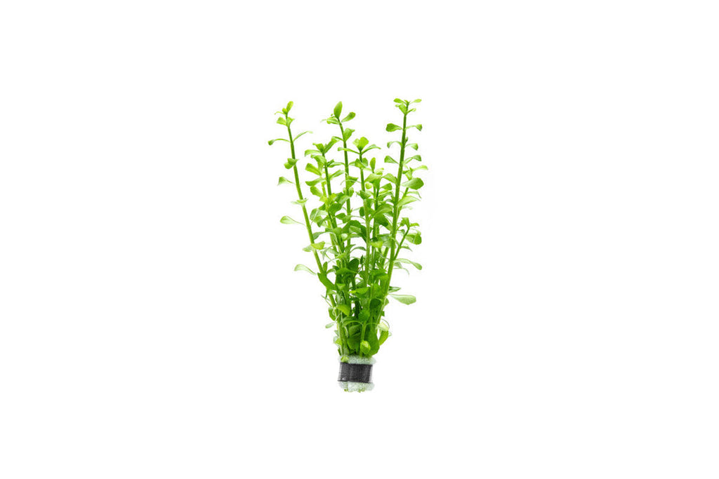 Bacopa Monnieri (Live Aquarium Plant)