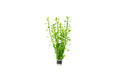 Bacopa Monnieri (Live Aquarium Plant)