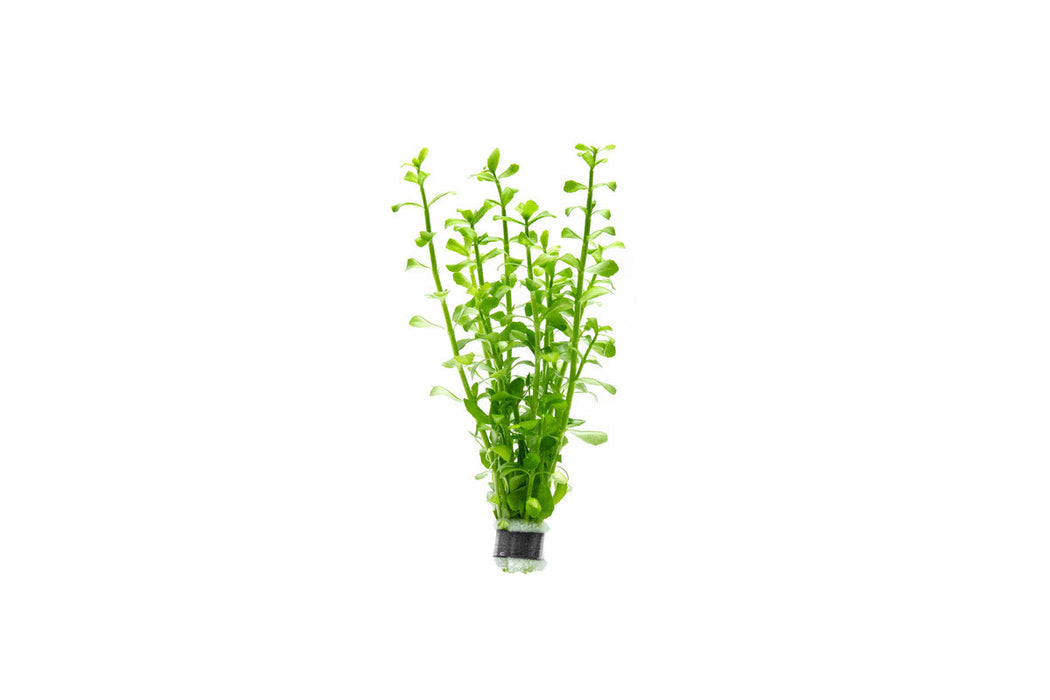 Bacopa Monnieri (Live Aquarium Plant)