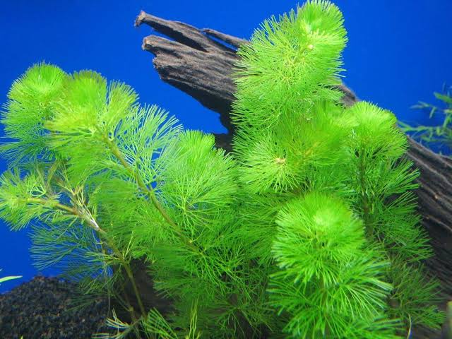 Cabomba (Live Aquarium Plant)